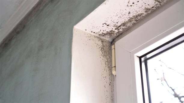 Best Certified Mold Removal  in Ruidoso Downs, NM