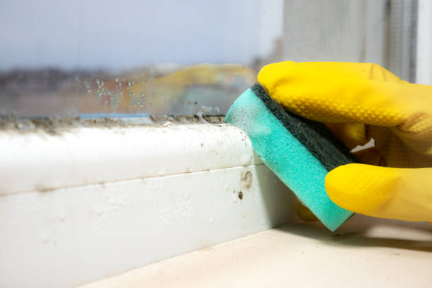 Best Mold Removal Specialists  in Ruidoso Downs, NM