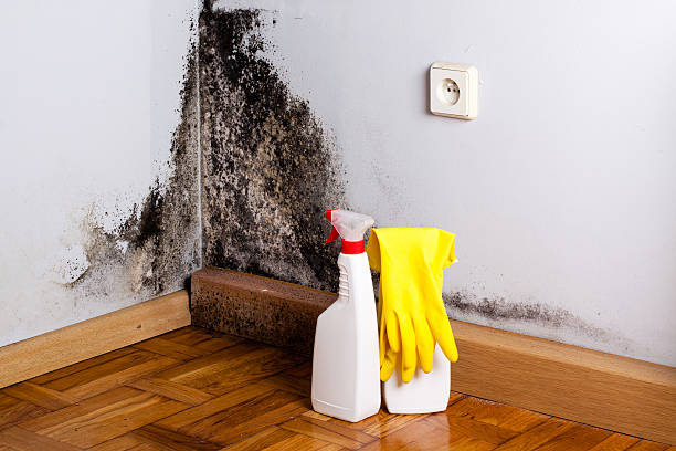 Certified Mold Removal in Ruidoso Downs, NM