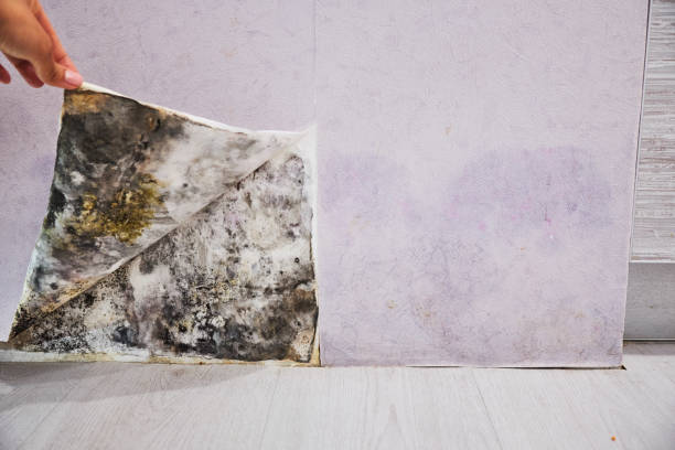 Best Mold Remediation  in Ruidoso Downs, NM